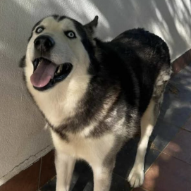 Titán, el perro perdido en El Cuchillo (Tinajo).