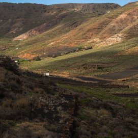 Lanzarote se pinta de verde tras el paso de las últimas lluvias. Foto: Andrea Domínguez.