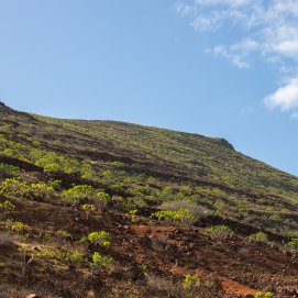 Lanzarote se pinta de verde tras el paso de las últimas lluvias. Foto: Andrea Domínguez.
