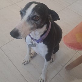 Lupita, la perra desaparecida en Gime.