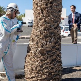 Avanza con éxito el Plan de Control y Erradicación de Diocalandra frumenti en Lanzarote