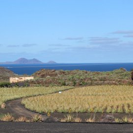 Plantación ecológica de aloes en Lanzarote. Imagen: Biosphere Sustainable