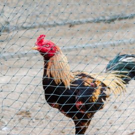 Imagen de un gallo. Foto: RTVE