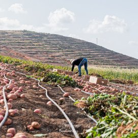 Papa de los Valles. Agricultura y Ganadería.