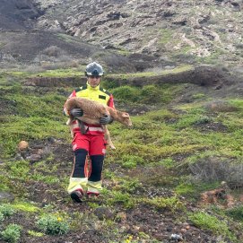 Rescate de una oveja en la montaña de Tahíche