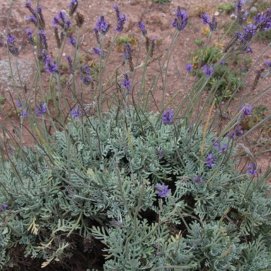 Matorrisco de Lanzarote (Lavandula pinnata). Foto: Media Teca (Gobierno de Canarias)