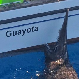 Tiburón duende captado en Canarias
