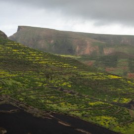 Lanzarote se viste de verde tras una temporada de lluvias. Foto: Andrea Domínguez Torres.