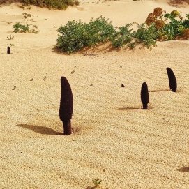 Cynomorium coccineum, una de las especies que germinan en La Graciosa