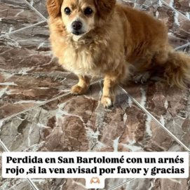 Perrita perdida en San Bartolomé
