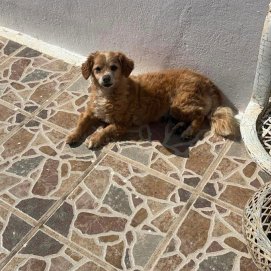 La perra Tara