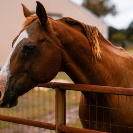 Un caballo en una imagen de archivo. Foto de Daijon J (Pexels). 
