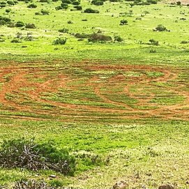 Marcas de ruedas sobre un prado en Lanzarote. Foto: Terje Jansson