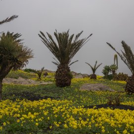 Cielos nublados y flores tras las lluvias en Lanzarote. Foto: Andrea Domínguez.