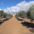 Plantación de olivos en Lanzarote