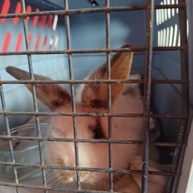 Conejita encontrada en Arrecife