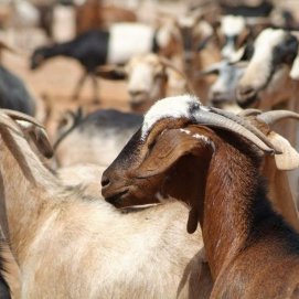 Ganado caprino en Canarias.