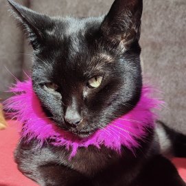 La gata Suerte
