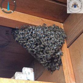 Enjambre de abejas en la vivienda
