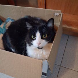Imagen de la gata Candy