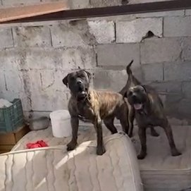 El Seprona investiga a la dueña de dos perros que mataron a una mujer.