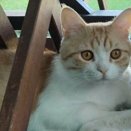 El gato Millo desaparecido en Playa Honda