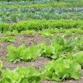 Cultivo de lechugas en Lanzarote.