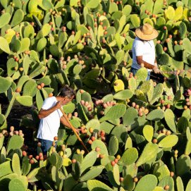 Una de las fincas en recuperación en Lanzarote. Agricultura regenerativa.
