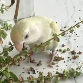 Agapornis perdido cerca de Maneje 