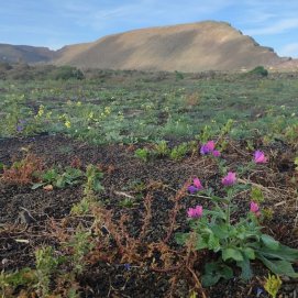 Yerbas de Lanzarote
