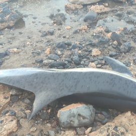 Delfín común varado en Playa Honda