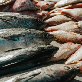 Peces. Foto: Mitchell Soeharsono. 