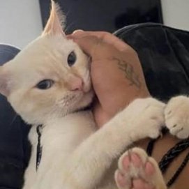 Gato desaparecido en Altavista