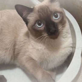Gata desaparecida en Argana Alta