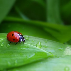 Un sarantontón sobre una hoja. Foto: Pixabay