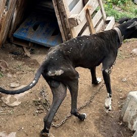 Uno de los perros incautados en la investigación