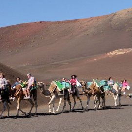 Excursión con camellos por Timanfaya