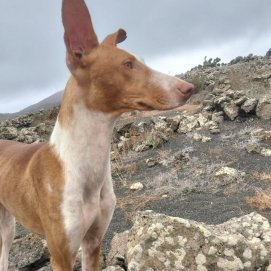 Bruma, perra de caza perdida en Haría