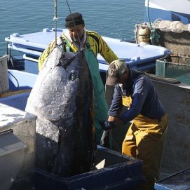 Trabajadores cargando un atún en el puerto de Arrecife.  Foto: José Luis Carrasco.