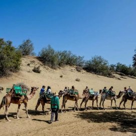 Camellos en Maspalomas. Foto: José Carlos Guerra. La Provincia.