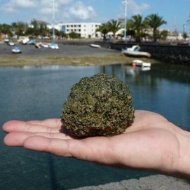 Imagen de 'Valonia aegagropila' en el Charco de San Ginés. Foto: Canarias Conservación