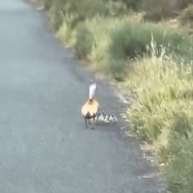 Pareja de tarro canelo (Tadorna ferruginea) y sus crías