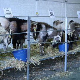 Cabras en una feria de ganadería
