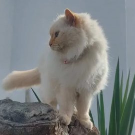 Gata desaparecida en Puerto del Carmen