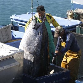 Trabajadores cargando un atún en el Puerto de Arrecife