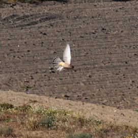 Suelta de cernícalos en Lanzarote