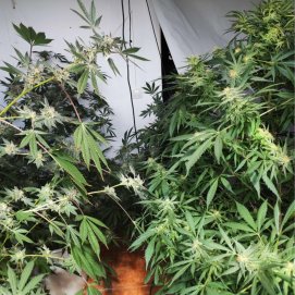 Cultivo de marihuana en el interior de la vivienda