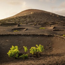 La DOP Vinos de Lanzarote suma un Baco de Oro y tre