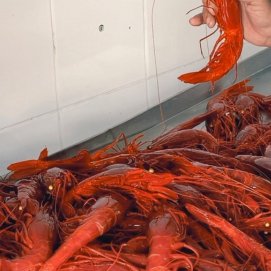 Carabineros de La Santa. Foto: Cedida
