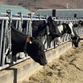 Vacas en una granja. Agricultura y ganadería.